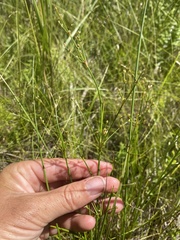 Juncus brachycephalus