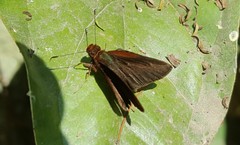 Miltomiges cinnamomea