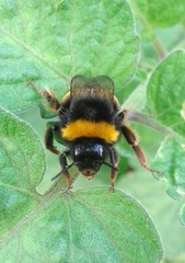 Bombus terrestris lusitanicus