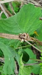 Guioperus trifasciatus