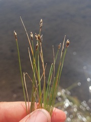 Eleocharis quinqueflora