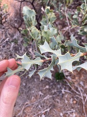 Hakea auriculata