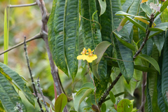 Erycina pusilla