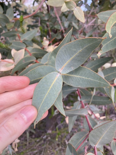 Image of Eucalyptus eudesmioides by (c) Thomas Mesaglio, some rights reserved (CC BY)
