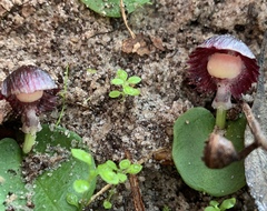 Corybas diemenicus
