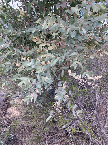 Image of Eucalyptus eudesmioides by (c) Thomas Mesaglio, some rights reserved (CC BY)