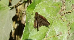 Miltomiges cinnamomea