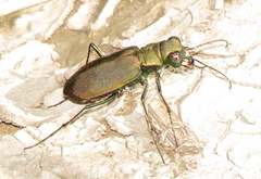 Cicindela obsoleta obsoleta