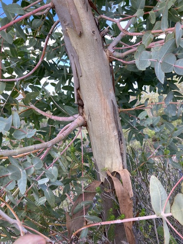 Image of Eucalyptus eudesmioides by (c) Thomas Mesaglio, some rights reserved (CC BY)