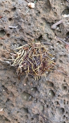 Heliocidaris erythrogramma