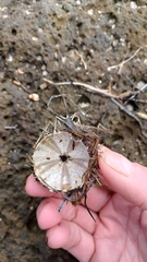 Heliocidaris erythrogramma