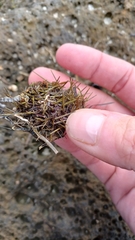 Heliocidaris erythrogramma