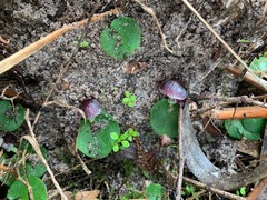 Corybas diemenicus