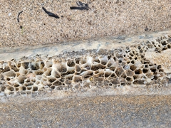 Physeteridae