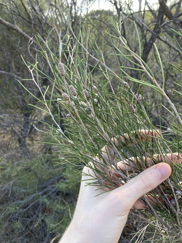 Melaleuca concreta observed 2022-07-15