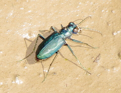 Cicindela nigrocoerulea