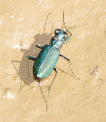 Cicindela nigrocoerulea