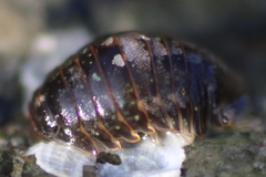 Gnorimosphaeroma oregonense