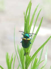 Chrysochus auratus