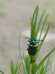Chrysochus auratus