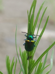 Chrysochus auratus