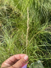 Calamagrostis inexpansa