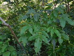 Astronium graveolens