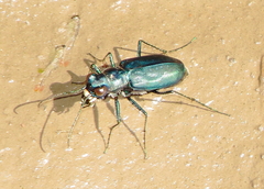 Cicindela nigrocoerulea