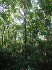 Astronium graveolens