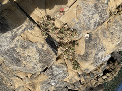 Spergularia macrotheca macrotheca