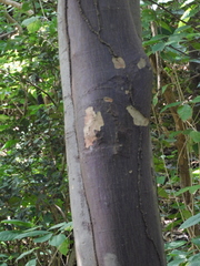 Astronium graveolens