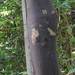 Zunzún