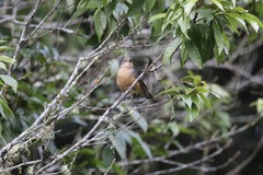 Colluricincla boweri