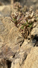 Spergularia macrotheca macrotheca