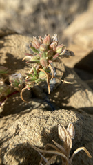 Spergularia macrotheca macrotheca