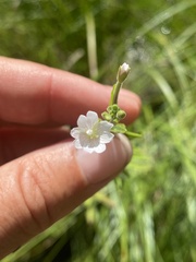 Epilobium strictum