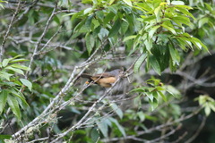 Colluricincla boweri