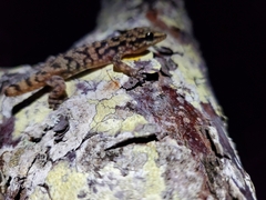 Phyllodactylus darwini