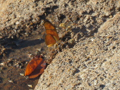 Dryas iulia alcionea