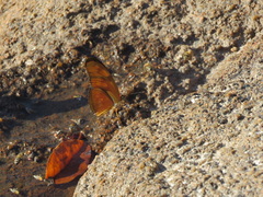 Dryas iulia alcionea