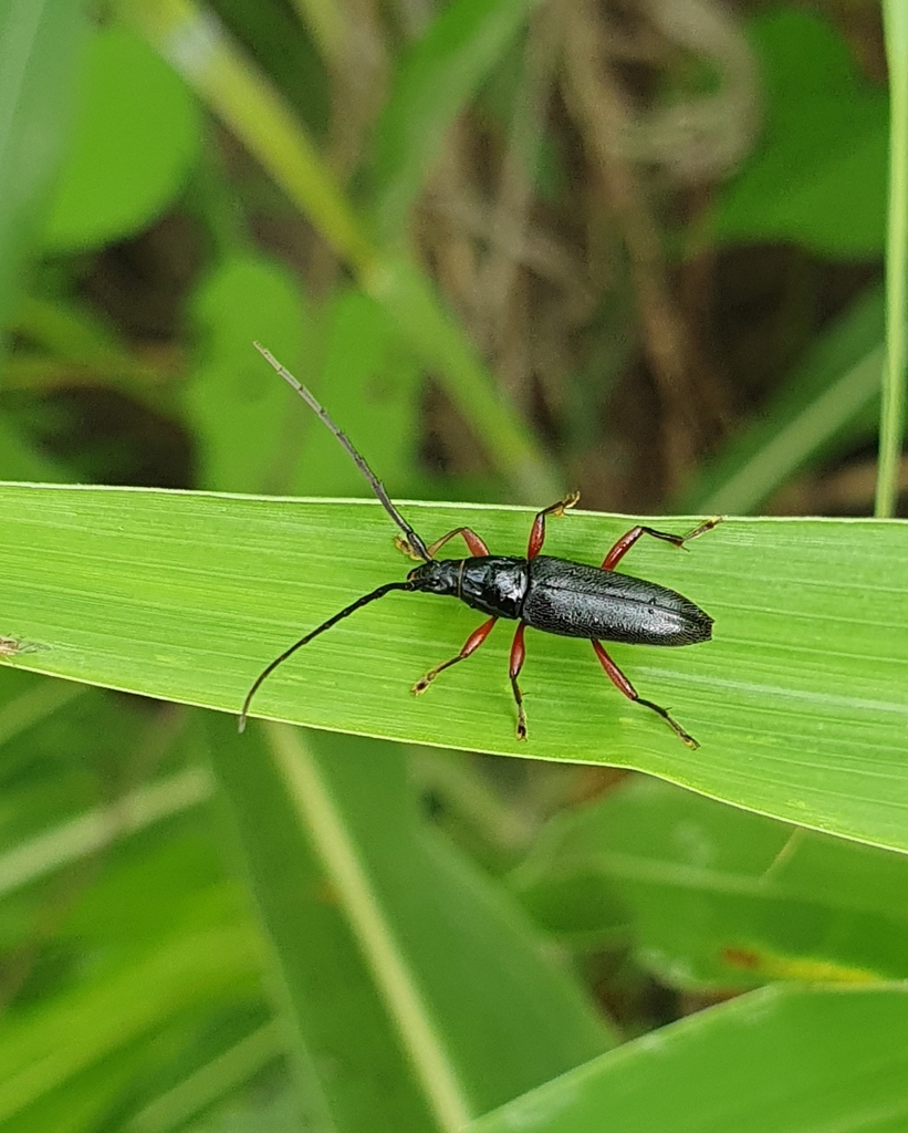 Stenosphenus rufipes