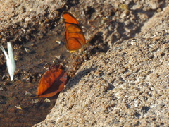 Dryas iulia alcionea