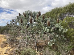 Banksia sceptrum