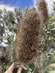 Banksia sceptrum