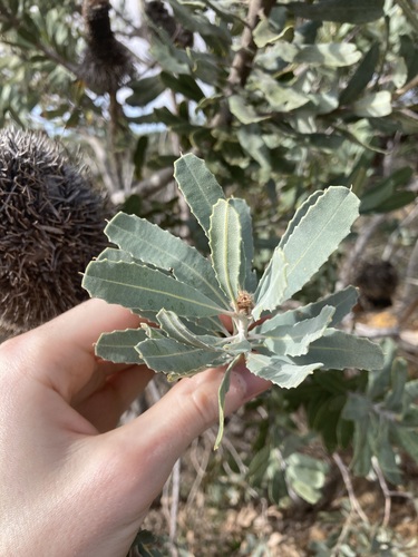 Image of Banksia sceptrum by (c) Thomas Mesaglio, some rights reserved (CC BY)