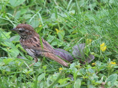 Melospiza melodia image