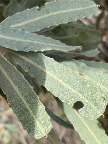 Image of Banksia sceptrum by (c) Thomas Mesaglio, some rights reserved (CC BY)