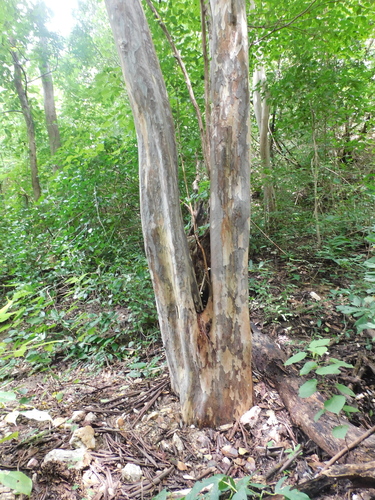 Brown ebony (Libidibia punctata)