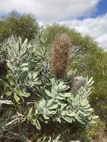 Image of Banksia sceptrum by (c) Thomas Mesaglio, some rights reserved (CC BY)