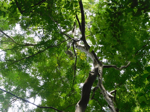 Image of Brown Ebony (Libidibia punctata) by (c) Luis Rubio-Yépez, some rights reserved (CC BY)